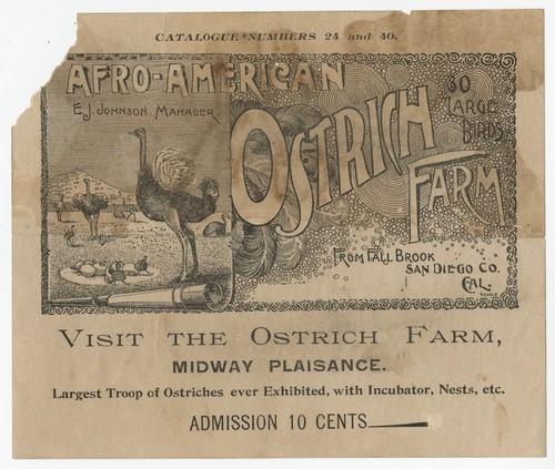 Afro-American Ostrich Farm : visit the Ostrich Farm, Midway Plaisance