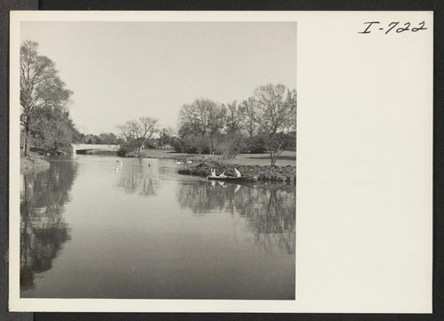 Swans and ducks are common in the City Park. These pictures were taken on the 13th day of January, 1945. On that day several people were rowing boats and paddling canoes in the park lagoons. The temperature was 77 degrees. Photographer: Iwasaki, Hikaru New Orleans, Louisiana