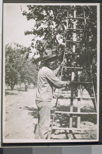 Visalia. [Mex?] fruit. [Laborer picking fruit.]