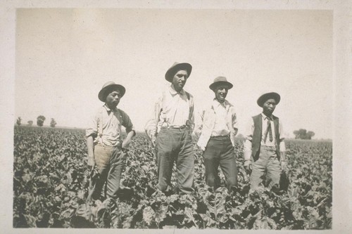 [Japanese laborers and white foremen(?) in a field.]