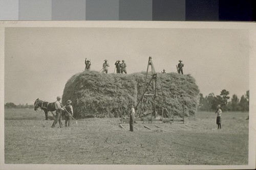 [Japanese laborers stacking hay.]