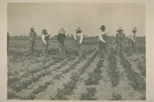 [Japanese laborers cultivating a field.]