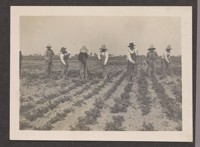 [Japanese laborers cultivating a field.]