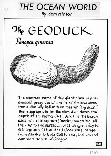 The geoduck: Panopea generosa (illustration from "The Ocean World")