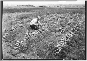 Ross H. Goot is bunching carrots, Venice Celery District, April 12, 1927