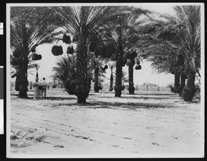 Crop of date palms, showing a man and a woman at left