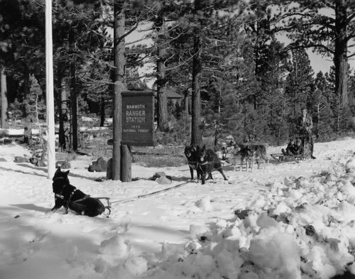 Dog sled at Mammoth Ranger Station