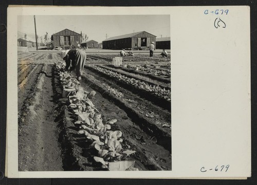Manzanar, Calif.--Evacuee in her hobby garden which rates highest of all the garden plots at this War Relocation Authority Center. Vegetables for their own use are grown in plots ten by fifty feet between rows of barracks. Photographer: Lange, Dorothea Manzanar, California