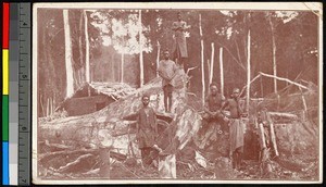 Men standing amid felled trees, Congo, ca.1920-1940
