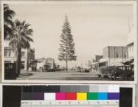 Municipal Christmas Tree at Corning. December 1938. White firs about 60 feet tall were also used this year at Red Bluff, Williams, and Woodland. (Picture by Virgil Coenen.)