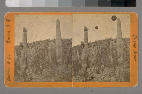 (For miles and miles they [the cacti] were just this thick; on verso)