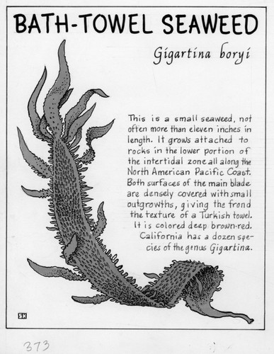 Bath-towel seaweed: Gigartina boryi (illustration from "The Ocean World")