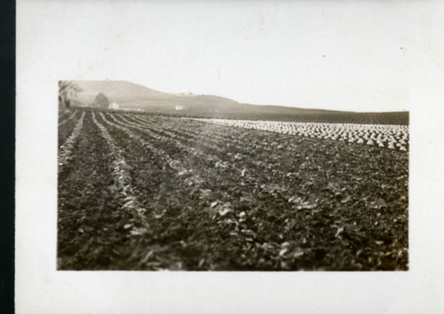 Large View of the Field