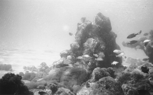 Coral and fish, near Falcon Island