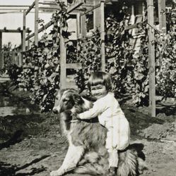 Wilfred Everett Bixby, Jr. and his dog at the Bixby house, 415 Perkins Street, Oakland, California, about 1910