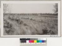Red pine and white pine (hardly visible) planted by tree planting machine in 1947 near Meridean, Dunn County, Wis. The red pine shelterbelt along the highway in the background behind the car is 8 to 9 years old. Oct. 1950. Metcalf
