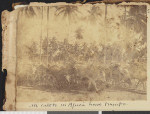Cattle at troop camp, Dar es Salaam, Tanzania, July 1917