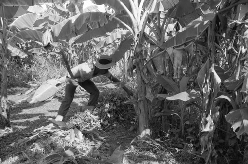 Man working with machete, San Basilio de Palenque, 1976