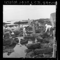 Adults and children searching the rocky shore during Tidepool Treasures Tour at Cabrillo Beach, Calif., 1966