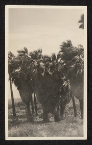2-group palms near Edom, California, no. 2
