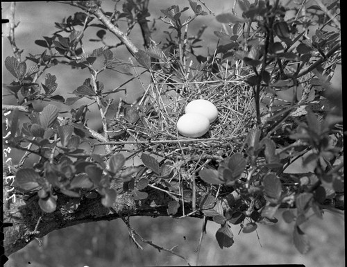 Misc. Birds, Mourning Dove nest in Mountain Mahogany