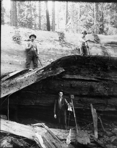 Logging, Peeling bark, early 1900's. Note: Cameraman