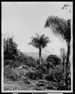 View of the California Botanic Gardens