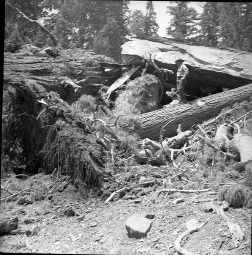 Buttress Tree, Fallen Buttress Tree. Individuals Unidentified