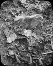 Mass of bones in situ in unidentified pit. (4574)