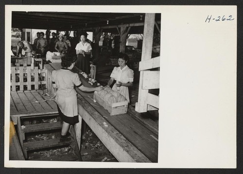 A scene in the cantaloupe shipping sheds at the Hellwig Brothers farm near St. Louis. The Hellwig Brothers employ nearly