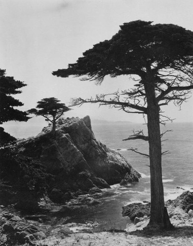 "The Lone Cypress", Monterey, California