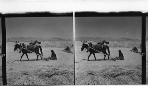 57 See No. 47 Old-fashioned way of threshing in Syria (this picture was taken in the year 1953, about ten miles outside Damascus) by driving the mule