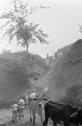 Boy herding cattle down a dirt hill, San Basilio de Palenque, 1977