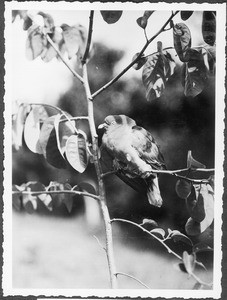 Parrot in a tree, Tanzania, ca.1927-1938