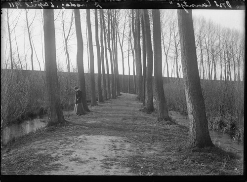 [Woman among trees in country lane.] [negative]
