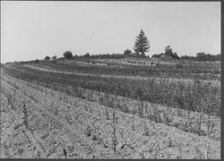 Luther Burbank's Gold Ridge Experiment Farm in Sebastopol with rows of plants, possibly lilies