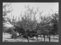 Burbank Experiment Farm orchard of plum trees