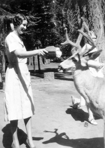 Feeding a Deer, Sequoia National Park, Calif., 1931