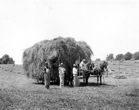 Workers in wheat field
