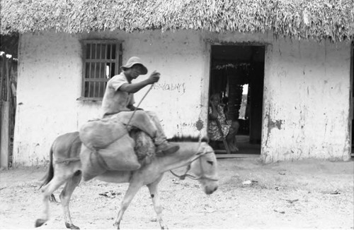 Man rides a mule in front of a home, San Basilio de Palenque, 1975