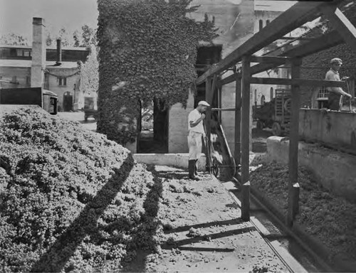 Virginia Dare Winery negatives