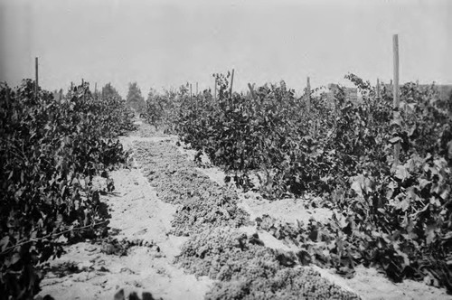 Photograph of Cucamonga Winery (Mission Winery) donated during John Russell Heath interview