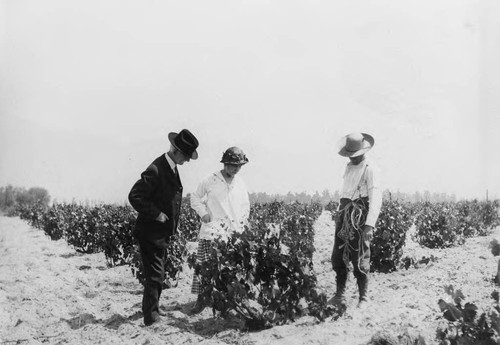 Photograph of Cucamonga Winery (Mission Winery) donated during John Russell Heath interview