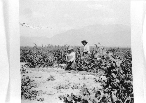 Photograph of Cucamonga Winery (Mission Winery) donated during John Russell Heath interview