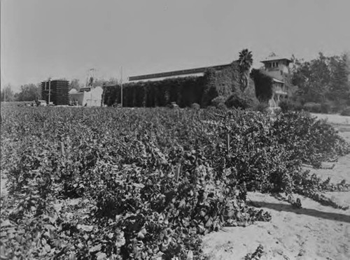 Virginia Dare Winery negatives