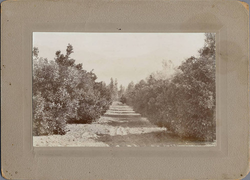 Photograph of orchard