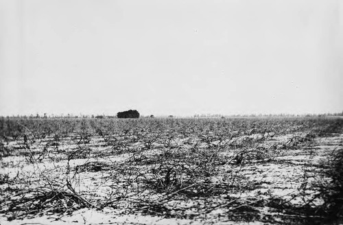 Photograph of Cucamonga Winery (Mission Winery) donated during John Russell Heath interview