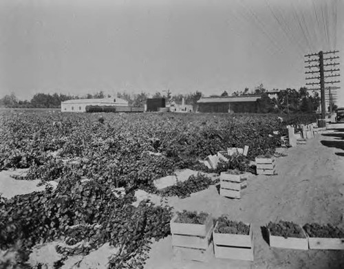 Virginia Dare Winery negatives