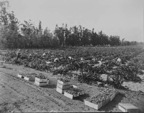 Virginia Dare Winery negatives