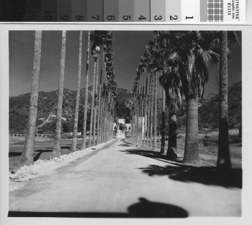 Brand Library palm tree-lined driveway